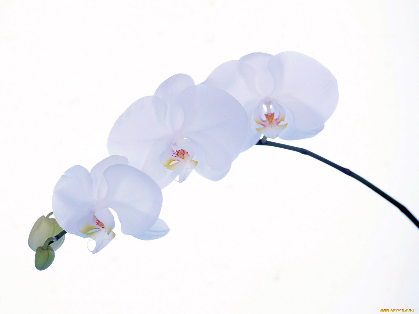 homeflower, , 